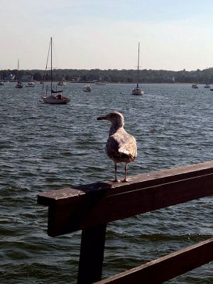 Jen Shepley 
Jen Shepley 
