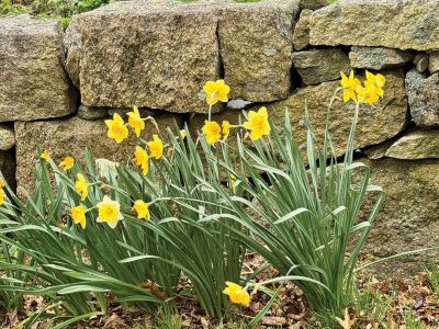 Daffodils
Daffodils on Park Street. Photo by Jennifer Shepley
