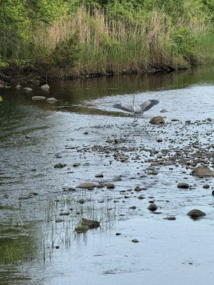 A blue heron comes in for a landing at the river and takes premium spot for fishing. Photo by Jennifer Shepley
