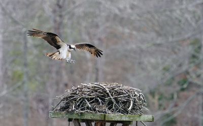 Osprey
Mary-Ellen Livingstone shared these photos of the ospreys that returned to their nest on March 29.
