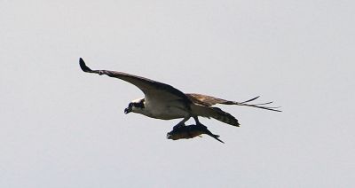 Osprey
Mary-Ellen Livingstone shared these photos of the ospreys that returned to their nest on March 29.
