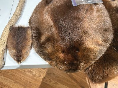 Marion Natural History Museum
On Friday night the Marion Natural History Museum welcomed state fish and wildlife biologist Stephen Wright. A large group joined us on a very chilly night to learn about beavers in Massachusetts. We heard about how beavers create and maintain their lodges, how they cache food for when their pond freezes over, and much more. No more mistaking a beaver, which averages 60 pounds, with a muskrat, which averages 2-4 pounds! We had a chance to examine pelts, skulls, teeth and examples of their favorite food. We 
