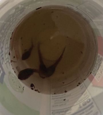 Marion Natural History Museum
On Wednesday, March 25, the Marion Natural History Museum's afterschool group investigated some of the inhabitants of the vernal pools of Marion. The students heard about the nature of these pools and why these amphibians need this temporary habitat to survive. We took a close-up look at wood-frog egg masses, green-frog tadpoles and Water Boatmen, a fun insect that has legs like oars and can move swiftly across the pool. To view all of our upcoming programs, please visit marionmuseum.org. Photos courtesy El
