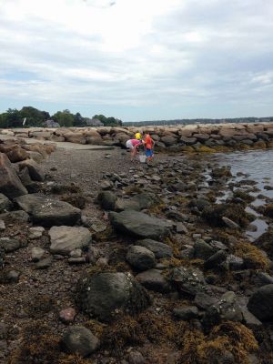 Marion Natural History Museum
The Marion Natural History Museum summer programs Life Along the Shore and Coastal Explorations 1 enjoyed a day of crabbing at Silvershell Beach while Coastal Explorations II group was out kayaking and discovering a little about water quality issues on the Sippican and Weweantic Rivers. Looking forward to more fun next week!
