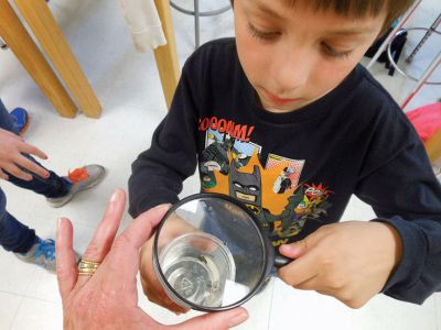 Vernal Pools
The Marion Natural History Museum afterschool program spent some time looking for amphibians during yesterday’s afterschool program.  We found tadpoles of two types of frogs, salamander larvae, dragonfly and damsel fly larvae and many other animals. Many thanks to Kim Riley and Beth Lopes for their help with the class. Photos by Elizabeth Leidhold
