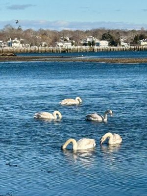 Swans in Mattapoisett Harbor
Swans in Mattapoisett Harbor. Photo by Mary Dermody
