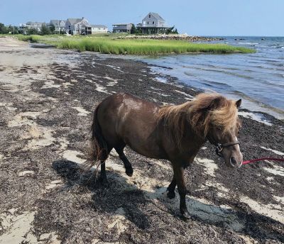 Pico Beach in Mattapoisett
Heather Macias shared these photos of a miniature horse that visited Pico Beach in Mattapoisett this weekend for a swim.
