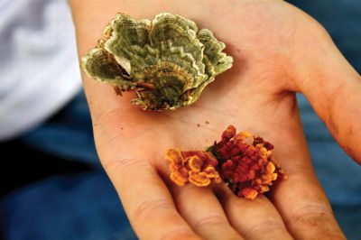 Mushroom Walk
These are two species of shelf fungus, a mushroom which grows on the sides of living trees.  Photo by Eric Tripoli.
