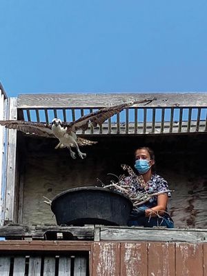 Osprey Rescue
The Osprey who was impaled by fishing hooks and left dangling from a power line has been released. Several weeks ago, an adult Osprey was found dangling from a power line in Mattapoisett. He was 20 feet up and had one end of a fishing lure through his foot and the other end lodged deep into his left pectoral muscle. The entanglement caused him to become stuck upside down on the line and he was left struggling to free himself. After a significant rescue effort, he was brought to our hospital for treatment. 
