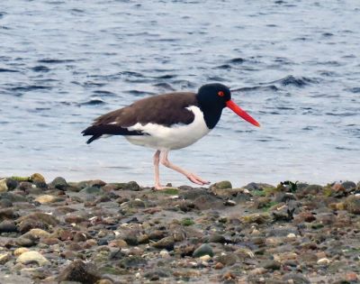 Oyster Catchers
“Happy to see that a pair of oyster catchers are back enjoying the beaches,” says Faith Ball, who submitted this photo.
