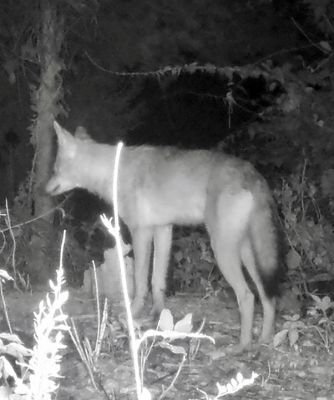 Wildlife
Robert Pina shared these wildlife photos he captured on Point Road in Marion.
