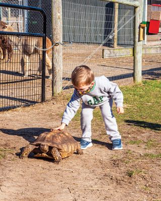 Pine Meadow Alpaca Farm
The Mattapoisett Lions Club held a fundraiser on November 21 at Pine Meadow Alpaca Farm. Donations of $8 were rewarded with bags of kettle popcorn, and children enjoyed visiting with alpacas and other animals including an African tortoise during an open-farm day. Photos by Ryan Feeney
