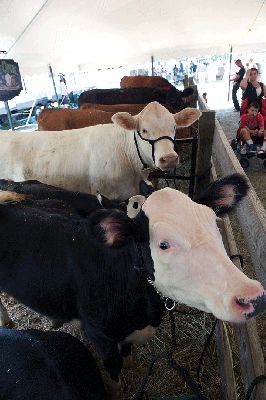 The 2015 Rochester Country Fair
The 2015 Rochester Country Fair was the place to go last week for family fun and good old-fashioned country entertainment.  Photo by Colin Veitch
