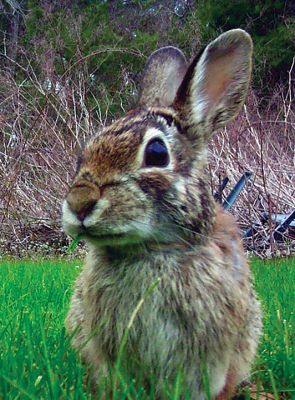 Yard Life
Robert Pina
