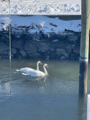 Swans in Mattapoisett
Swans in Mattapoisett Harbor. Photos by Roberta Moriarty
