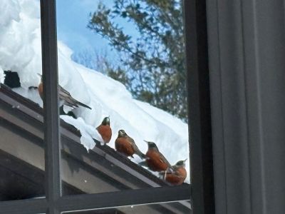 Robins
Five thirsty robins getting a snow drink in Marion after the storm. Photo Deb Dreschler
