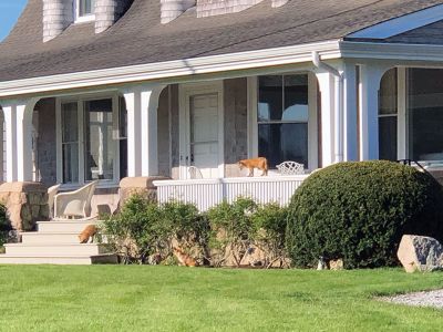 Foxes
Judith Rosbe shared these photos that her neighbor took of the uninvited guests (four pups), whose mother has her babies under our front porch each spring. They are keeping our squirrel population down.

