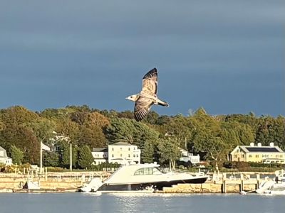 Soaring Gull
Ruth Griffin shared this photo of a juvenile gull soaring over the Mattapoisett Wharf.
