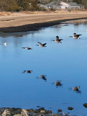 Canadian Geese
Photo by Jen Shepley
