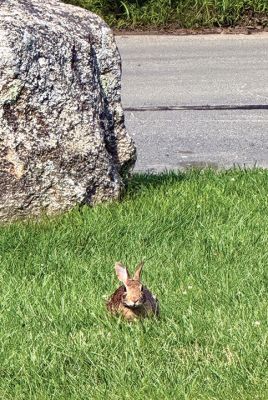 Bunny Lunchtime
Bunny lunchtime. Photo by Jennifer Shepley
