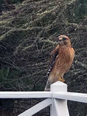 Red Shouldered Hawk
Jennifer Shepley submitted her photo of a red shouldered hawk during a snow squall.

