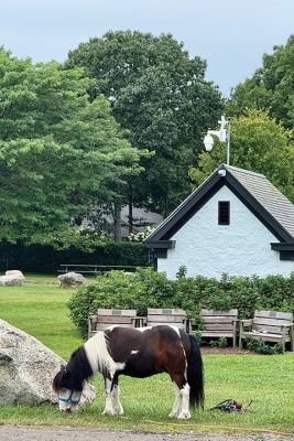Tiny Horse
A tiny horse enjoying the park in Mattapoisett. Photo by Jennifer Shepley
