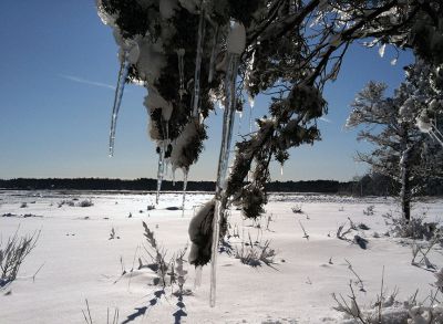 Blizzard of 2013
A more scenic side of the blizzard, Aucoot Cove on Sunday February 10. Photos by Shawn Sweet
