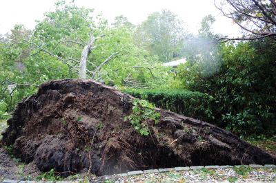 Storm Damage
An uprooted tree lays across the front lawn of a ranch house on Front Street near Silvershell Beach in Marion last Friday. Earlier in the day, a Mattapoisett Fire truck monitored the scene after a downed powerline caused a fire and closed Water Street down the street from Town Hall. North of Route 195 in Mattapoisett, a snapped-off tree is held up by a utility wire. Photos by Mick Colageo and Marilou Newell
