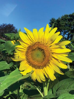 Dunseith Gardens Sunflowers
The Dunseith Gardens sunflowers, planted by the second graders from Center School in Mattapoisett in June, are now in full bloom, providing some color to travelers on Route 6. Photo by Don Cuddy, Mattapoisett Land Trust
