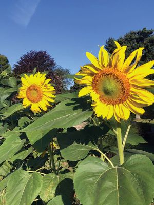 Dunseith Gardens Sunflowers
The Dunseith Gardens sunflowers, planted by the second graders from Center School in Mattapoisett in June, are now in full bloom, providing some color to travelers on Route 6. Photo by Don Cuddy, Mattapoisett Land Trust

