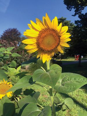 Dunseith Gardens Sunflowers
The Dunseith Gardens sunflowers, planted by the second graders from Center School in Mattapoisett in June, are now in full bloom, providing some color to travelers on Route 6. Photo by Don Cuddy, Mattapoisett Land Trust
