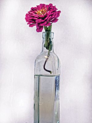 The Marble Collection
“Lonely”, photography by Serina Khalifa, Grade 8, Marshall Simonds Middle School
