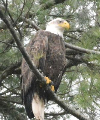 Eagle
Photo by Steve Chicco
