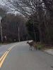 Filename=Animals_Erika-Marie.jpg
Filesize=102KiB
Dimensions=540x720
Date added=Apr 29, 2020 Animals_Erika-Marie.jpg