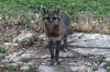 Filename=Animals_Noah-Tavares.jpg
Filesize=277KiB
Dimensions=1079x720
Date added=Apr 29, 2020 Animals_Noah-Tavares.jpg