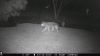 Filename=Animals_Robin-M_-Muise.jpg
Filesize=77KiB
Dimensions=1279x720
Date added=Apr 29, 2020 Animals_Robin-M_-Muise.jpg