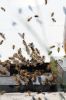 Filename=Bees_8030.jpg
Filesize=80KiB
Dimensions=480x720
Date added=Oct 04, 2017 Bees_8030.jpg