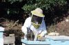 Filename=Bees_8107.jpg
Filesize=192KiB
Dimensions=1080x720
Date added=Oct 04, 2017 Bees_8107.jpg