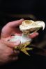 Filename=BirdPrey_2.jpg
Filesize=108KiB
Dimensions=648x976
Date added=Feb 12, 2014 BirdPrey_2.jpg