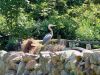 BlueHeron~0.jpg