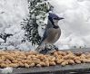 Filename=Bluejay.jpg
Filesize=128KiB
Dimensions=872x720
Date added=Jan 12, 2022 Bluejay.jpg