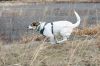 Filename=BogWalk_8654.jpg
Filesize=221KiB
Dimensions=1080x720
Date added=Jan 20, 2016 BogWalk_8654.jpg