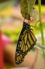 Filename=Butterfly_6321.jpg
Filesize=86KiB
Dimensions=648x972
Date added=Sep 23, 2015 Butterfly_6321.jpg