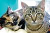 Filename=CATS_7517.jpg
Filesize=124KiB
Dimensions=864x576
Date added=Dec 26, 2012 CATS_7517.jpg