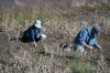 Filename=Cranberry_4802.jpg
Filesize=134KiB
Dimensions=648x432
Date added=Oct 29, 2014 Cranberry_4802.jpg