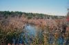Filename=Cranberry_5034.jpg
Filesize=116KiB
Dimensions=648x432
Date added=Oct 29, 2014 Cranberry_5034.jpg