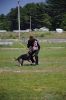 Filename=DOG_Protection_9.jpg
Filesize=107KiB
Dimensions=477x720
Date added=Jun 03, 2016 DOG_Protection_9.jpg