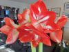 Filename=Dall_Amaryllis-.jpg
Filesize=162KiB
Dimensions=960x720
Date added=Feb 03, 2021 Dall_Amaryllis-.jpg