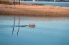 Filename=Dolphin_0.jpg
Filesize=118KiB
Dimensions=1079x720
Date added=Nov 17, 2021 Dolphin_0.jpg