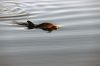 Filename=Dolphin_2.jpg
Filesize=59KiB
Dimensions=1079x720
Date added=Nov 17, 2021 Dolphin_2.jpg